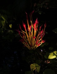 Chihuly glass art